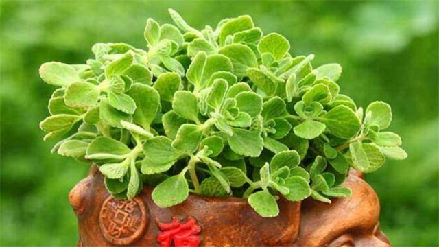 碰碰香的养殖办法