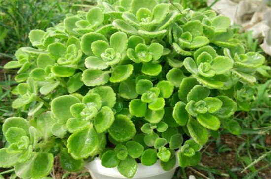 碰碰香的养殖办法