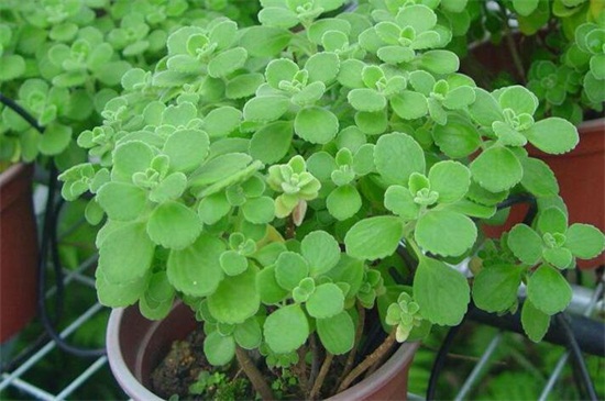 碰碰香的养殖办法