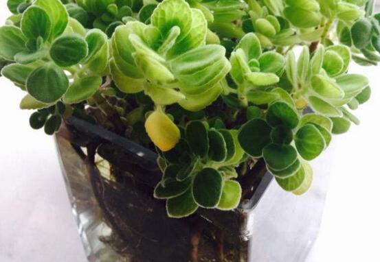 碰碰香水培可以活多久，能一直存活并生长(附水培办法)