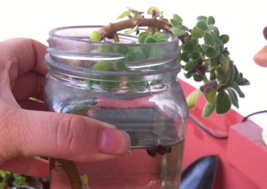 碰碰香水培可以活多久，能一直存活并生长(附水培办法)