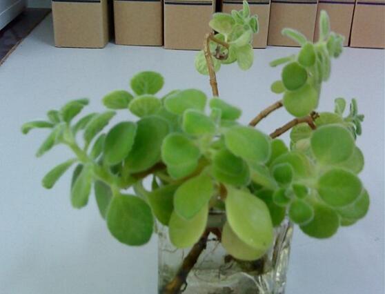 碰碰香水培可以活多久，能一直存活并生长(附水培办法)