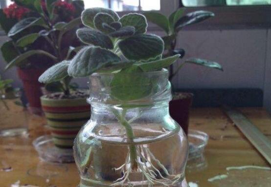 碰碰香水培可以活多久，能一直存活并生长(附水培办法)