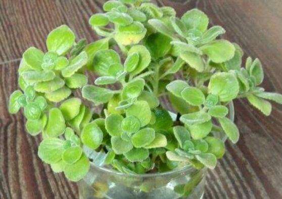 碰碰香水培可以活多久，能一直存活并生长(附水培办法)