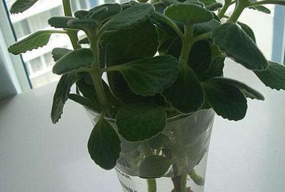 碰碰香水培可以活多久，能一直存活并生长(附水培办法)