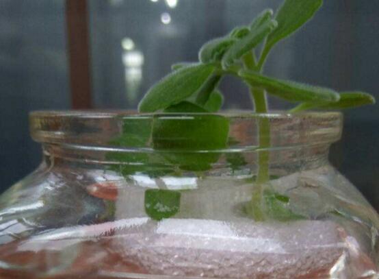 碰碰香水培可以活多久，能一直存活并生长(附水培办法)
