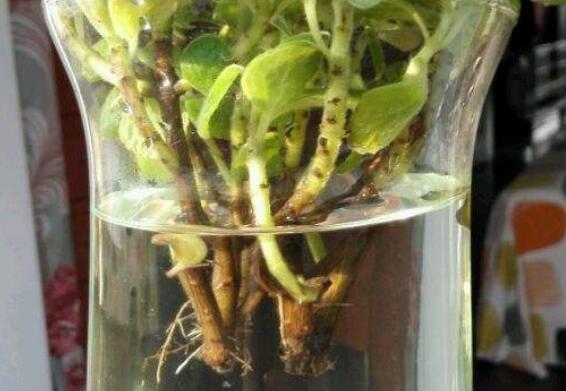 碰碰香水培可以活多久，能一直存活并生长(附水培办法)