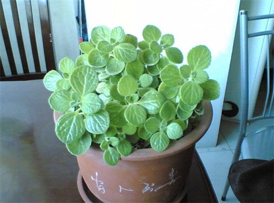 碰碰香如何修剪,3个修剪技巧养出茂盛的碰碰香