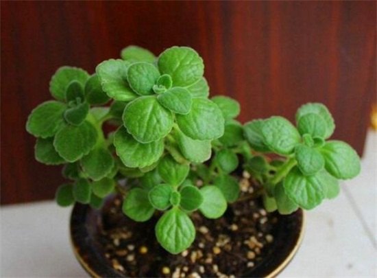 碰碰香如何修剪,3个修剪技巧养出茂盛的碰碰香