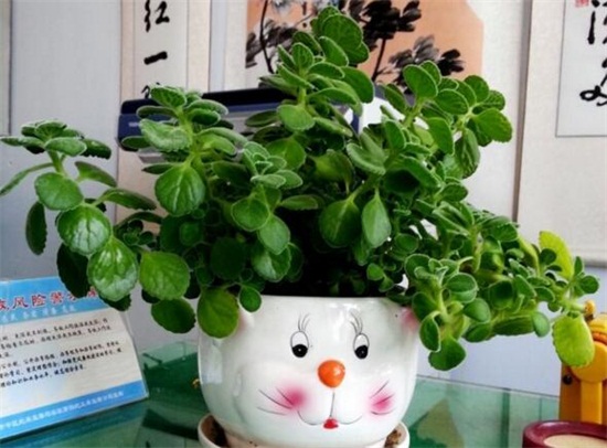 碰碰香如何修剪,3个修剪技巧养出茂盛的碰碰香