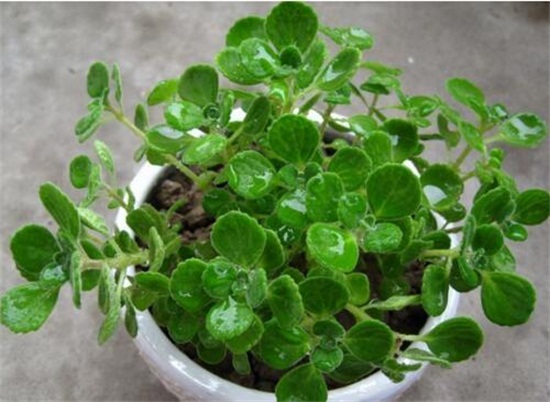 碰碰香如何修剪,3个修剪技巧养出茂盛的碰碰香