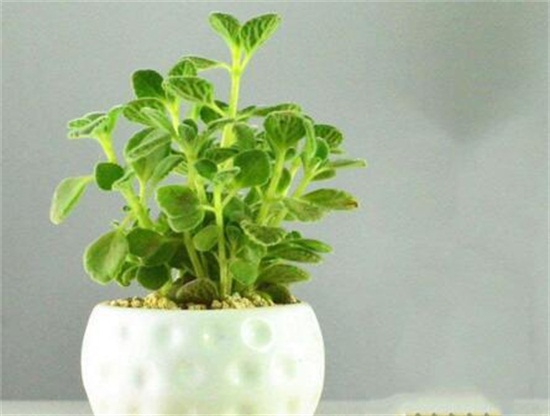 碰碰香如何修剪,3个修剪技巧养出茂盛的碰碰香