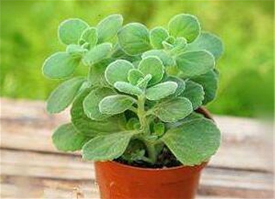 碰碰香如何修剪,3个修剪技巧养出茂盛的碰碰香