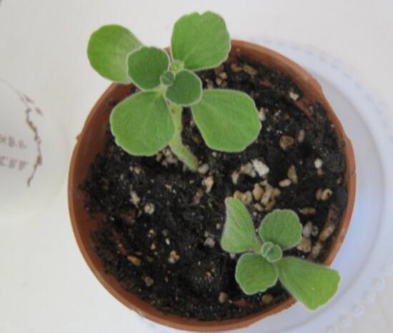 碰碰香如何繁殖,碰碰香的繁殖办法和养殖办法大全