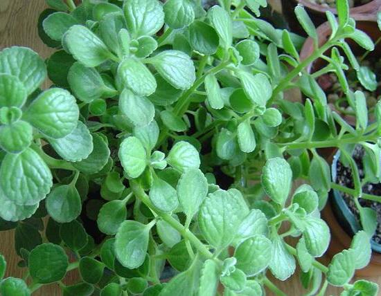 碰碰香如何繁殖,碰碰香的繁殖办法和养殖办法大全