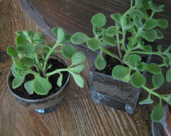 碰碰香如何繁殖,碰碰香的繁殖办法和养殖办法大全