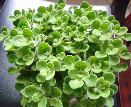 碰碰香如何繁殖,碰碰香的繁殖办法和养殖办法大全