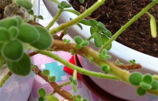 碰碰香如何繁殖,碰碰香的繁殖办法和养殖办法大全