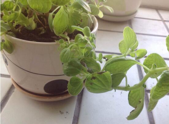 碰碰香如何繁殖,碰碰香的繁殖办法和养殖办法大全