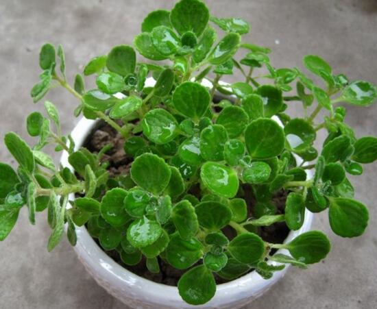 碰碰香如何繁殖,碰碰香的繁殖办法和养殖办法大全