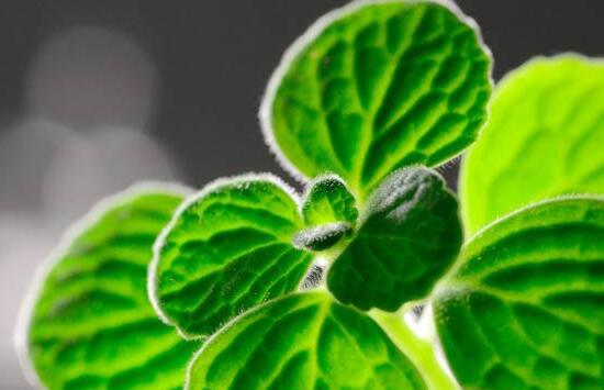 碰碰香如何吃，五种食用办法让你爱上它