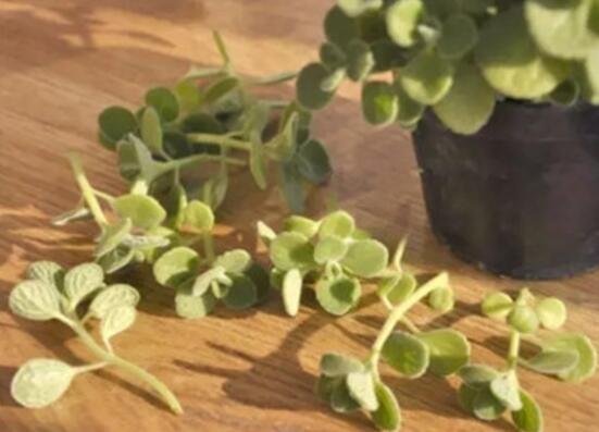 碰碰香如何吃，五种食用办法让你爱上它