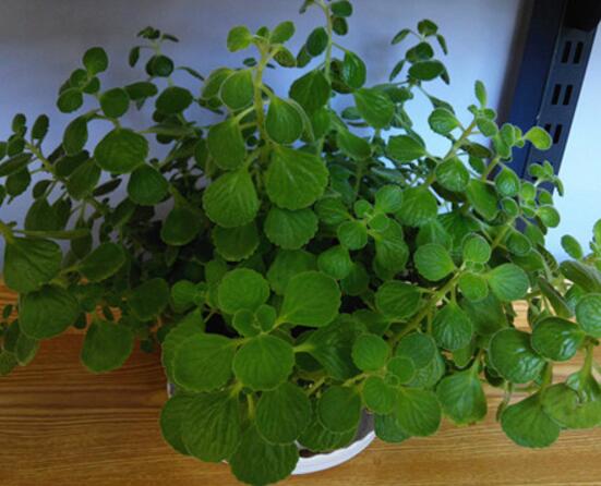 碰碰香如何吃，五种食用办法让你爱上它