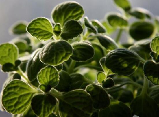 碰碰香如何吃，五种食用办法让你爱上它