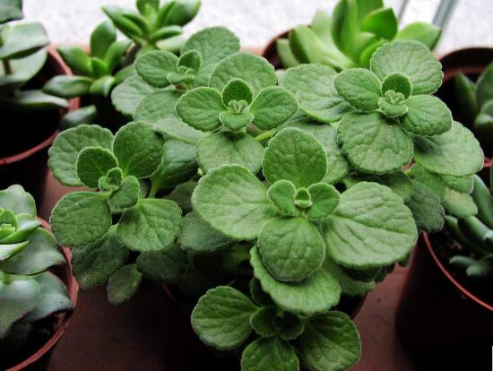 碰碰香如何吃，五种食用办法让你爱上它