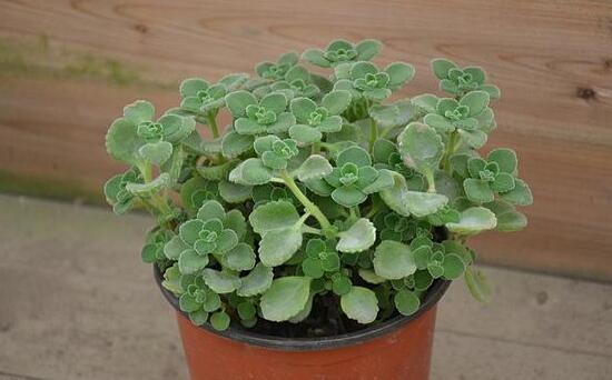 碰碰香如何吃，五种食用办法让你爱上它