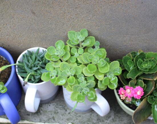 碰碰香如何吃，五种食用办法让你爱上它