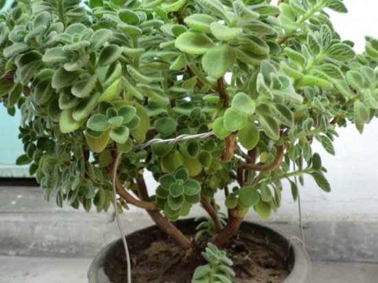 碰碰香木质化如何办，最好的办法就是扦插