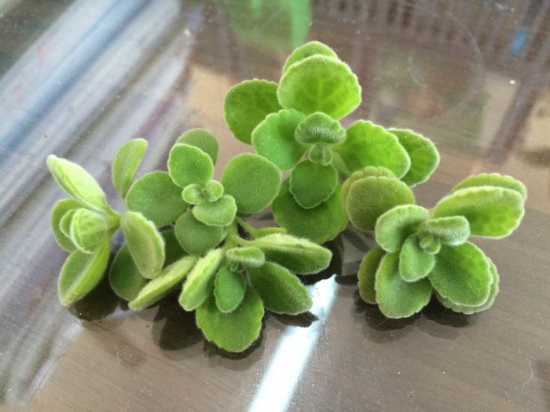 碰碰香木质化如何办，最好的办法就是扦插