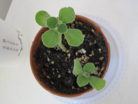 碰碰香木质化如何办，最好的办法就是扦插