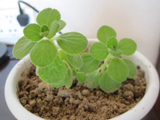 碰碰香木质化如何办，最好的办法就是扦插