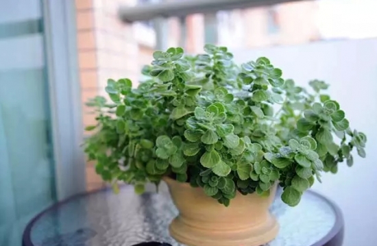 碰碰香 碰碰香有毒吗:碰碰香是无毒的,手指触碰后会散发出清香怡人的气味