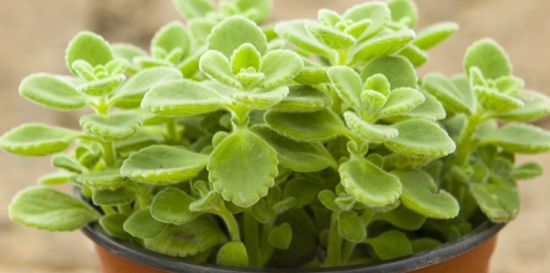 碰碰香 碰碰香有毒吗:碰碰香是无毒的,手指触碰后会散发出清香怡人的气味