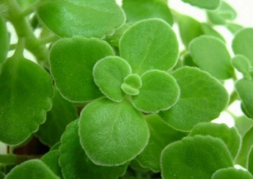 碰碰香的养殖办法和留意事项：过湿易烂根致死