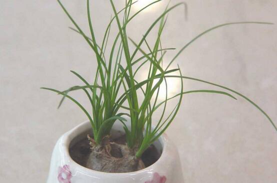 酒瓶兰的繁殖办法，播种扦插皆可/适当养护不能少