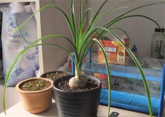 酒瓶兰根烂了如何办,两种原因及处理办法