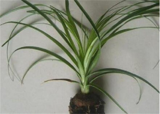 酒瓶兰根烂了如何办,两种原因及处理办法