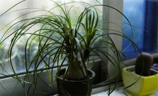 酒瓶兰根烂了如何办,两种原因及处理办法