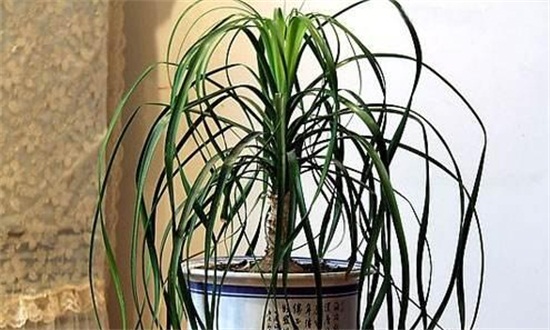 酒瓶兰根烂了如何办,两种原因及处理办法