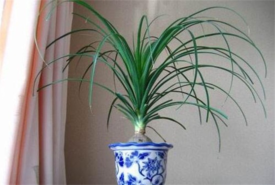 酒瓶兰根烂了如何办,两种原因及处理办法