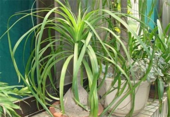 酒瓶兰根烂了如何办,两种原因及处理办法