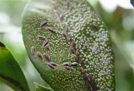 酒瓶兰根烂了如何办,两种原因及处理办法