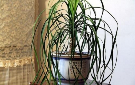 酒瓶兰的换盆办法