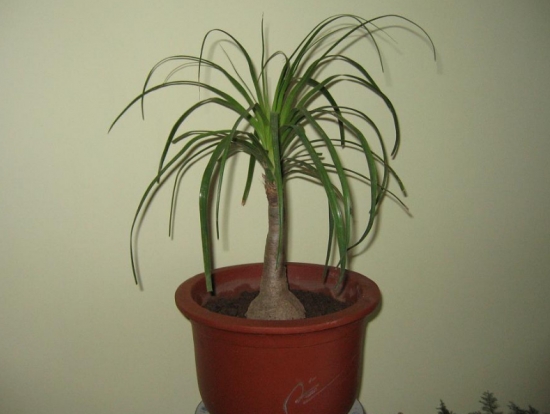 酒瓶兰放在室内有什么益处？酒瓶兰的作用