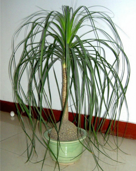 酒瓶兰放在室内有什么益处？酒瓶兰的作用