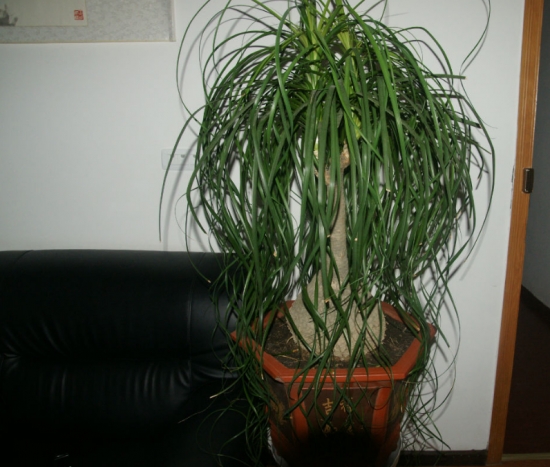 酒瓶兰放在室内有什么益处？酒瓶兰的作用